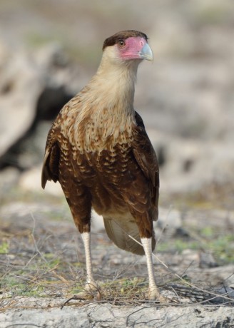 Crested Caracara