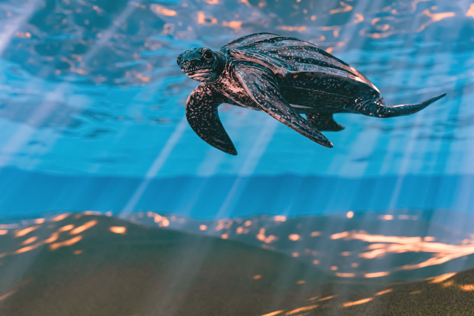 Celebrating Aruba's First Visitors - Sea Turtles