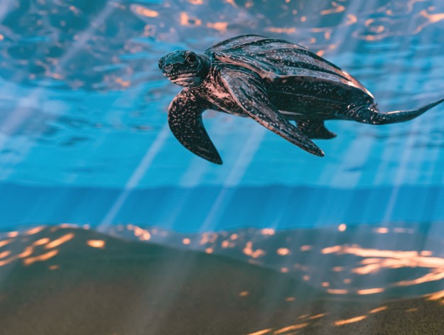 Celebrating Aruba's First Visitors - Sea Turtles