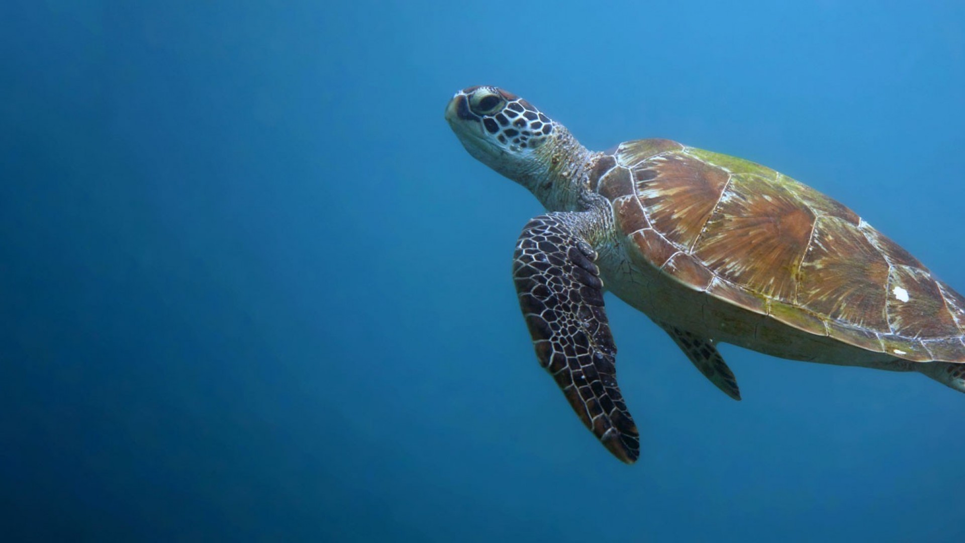 Adelita, A Sea Turtle's Journey