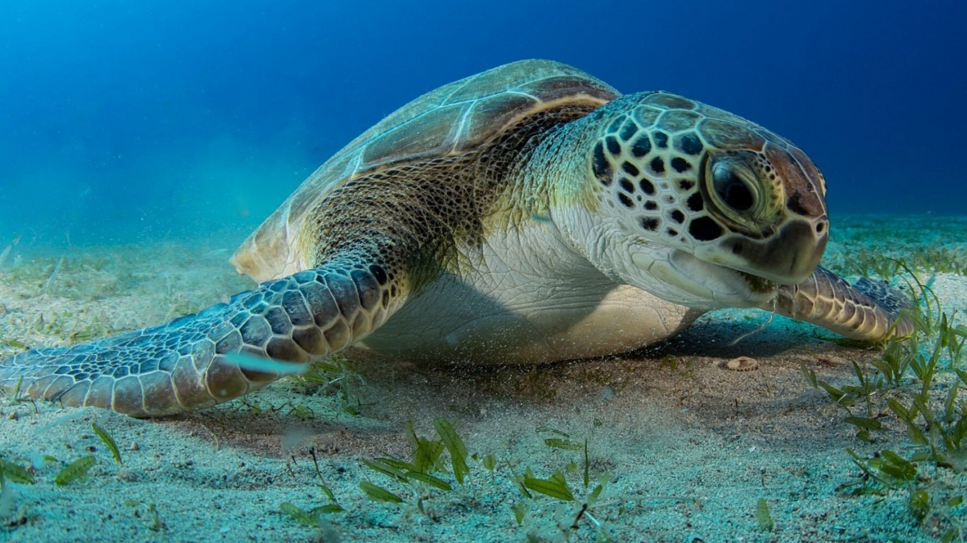 Adelita, A Sea Turtle's Journey