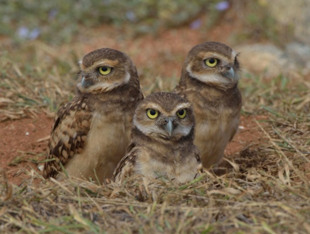 Pledge to preserve Aruba's beauty for future generations