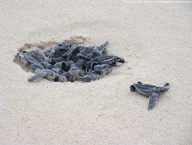 Turtle Nesting Calendar Connects Guests with Newborn Sea Turtles  and Island Petroglyphs of Their Ancient Ancestors