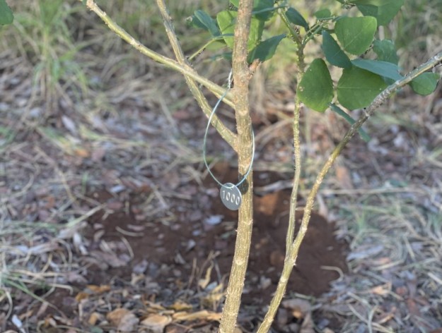 Celebrating a Greener Future: The 1000th Tree Planting by Ban Lanta y Planta