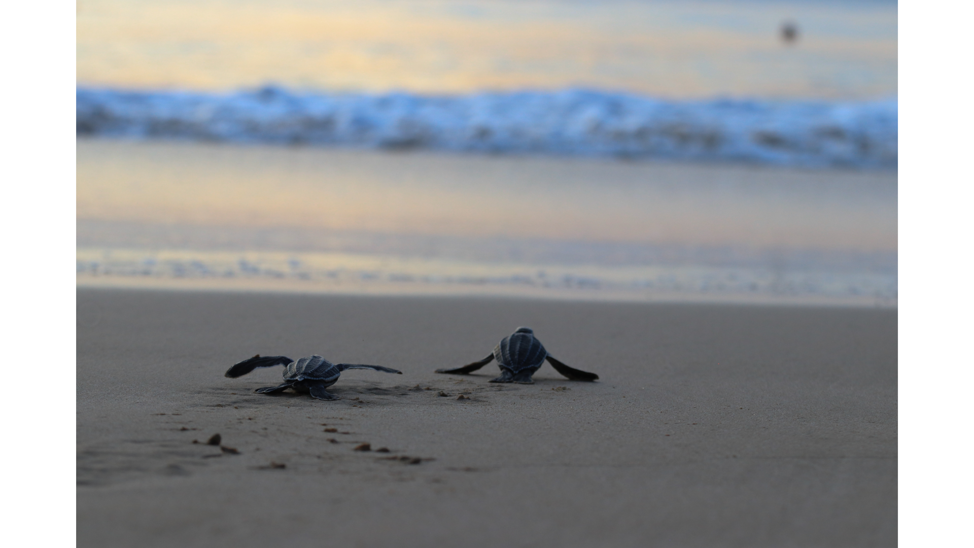 Protecting Aruba's Precious Sea Turtles