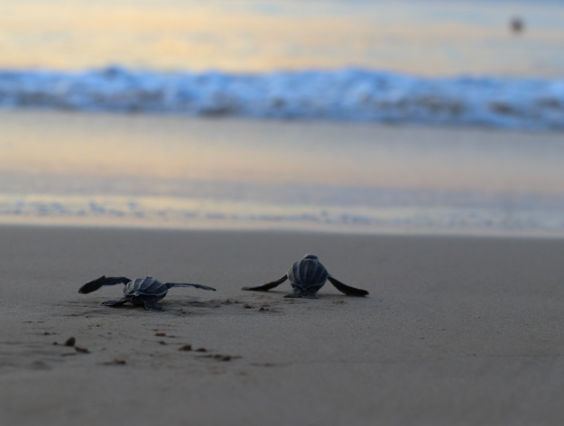 Protecting Aruba's Precious Sea Turtles